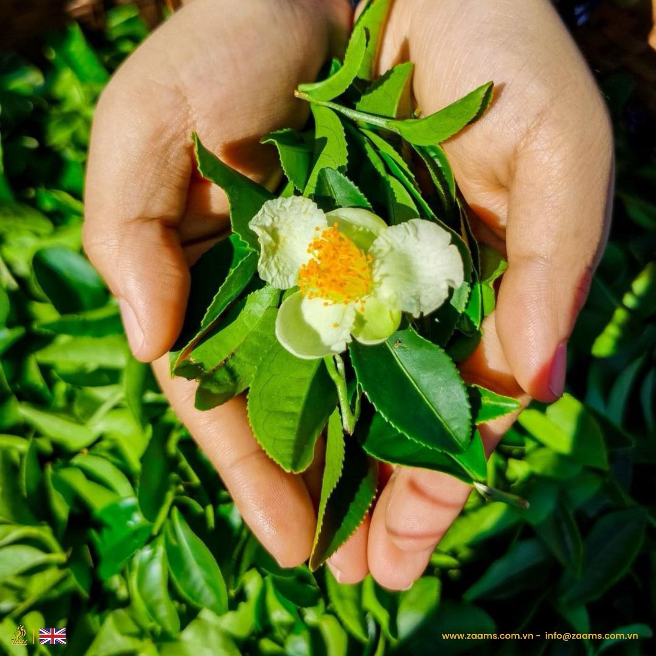 Kabul Chai, green tea, no sugar, no calories, certified Halal, loose tea, Southeast Asian highlands, fresh, fragrance, nutrition, high-quality packaging, positive customer reviews, guilt-free, natural, aromatic, wholesome, refreshing, tea enthusiasts, health-conscious, antioxidants, metabolism boost, immune support, heart health, calming properties.