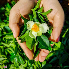 Kabul Chai, green tea, no sugar, no calories, certified Halal, loose tea, Southeast Asian highlands, fresh, fragrance, nutrition, high-quality packaging, positive customer reviews, guilt-free, natural, aromatic, wholesome, refreshing, tea enthusiasts, health-conscious, antioxidants, metabolism boost, immune support, heart health, calming properties.