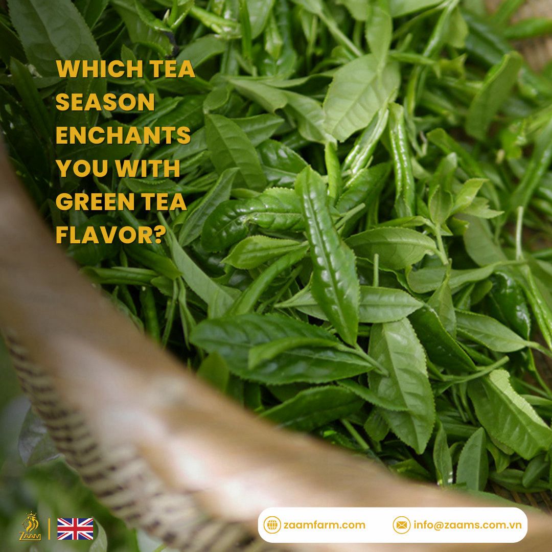 Kabul Chai, green tea, no sugar, no calories, certified Halal, loose tea, Southeast Asian highlands, fresh, fragrance, nutrition, high-quality packaging, positive customer reviews, guilt-free, natural, aromatic, wholesome, refreshing, tea enthusiasts, health-conscious, antioxidants, metabolism boost, immune support, heart health, calming properties.