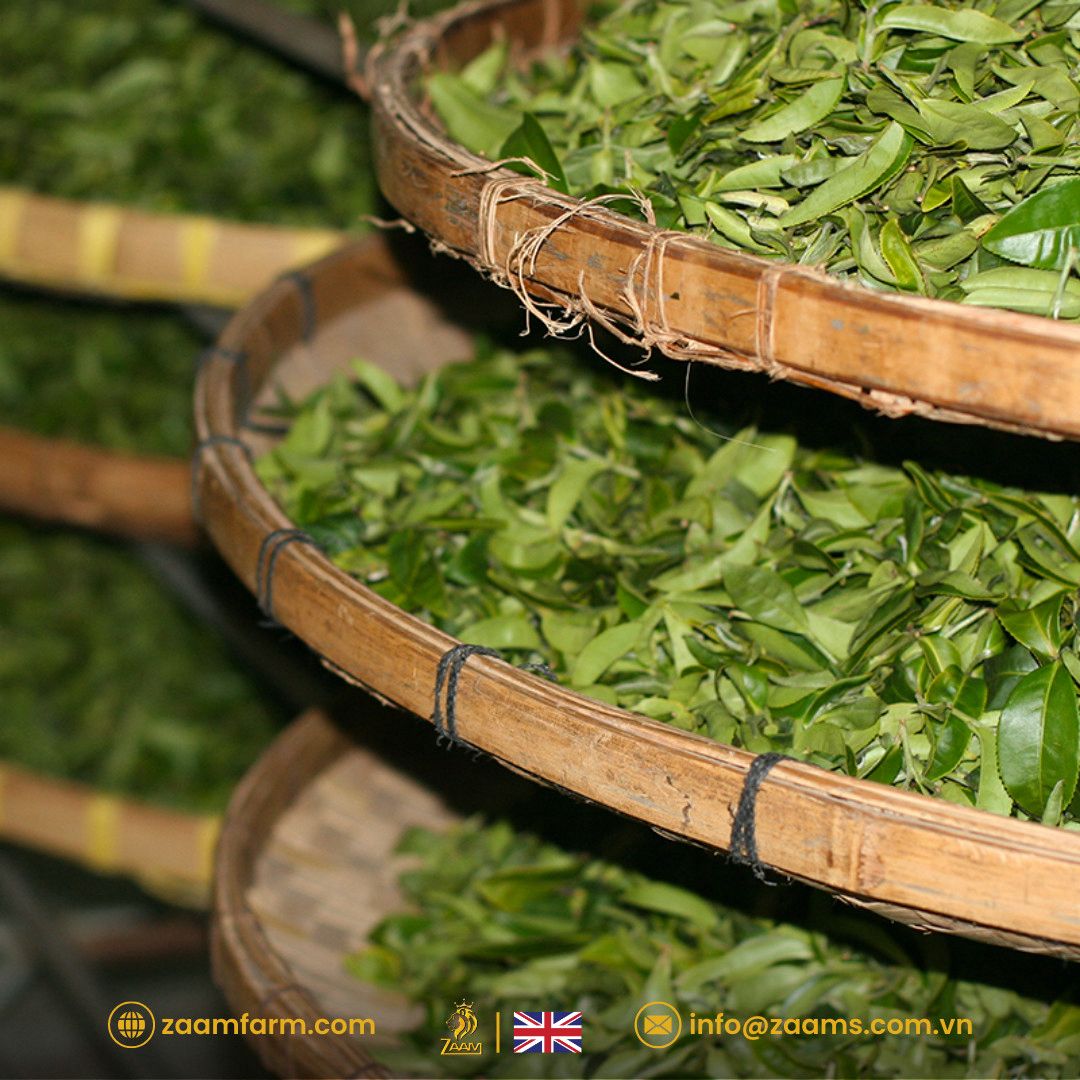 Kabul Chai, green tea, no sugar, no calories, certified Halal, loose tea, Southeast Asian highlands, fresh, fragrance, nutrition, high-quality packaging, positive customer reviews, guilt-free, natural, aromatic, wholesome, refreshing, tea enthusiasts, health-conscious, antioxidants, metabolism boost, immune support, heart health, calming properties.